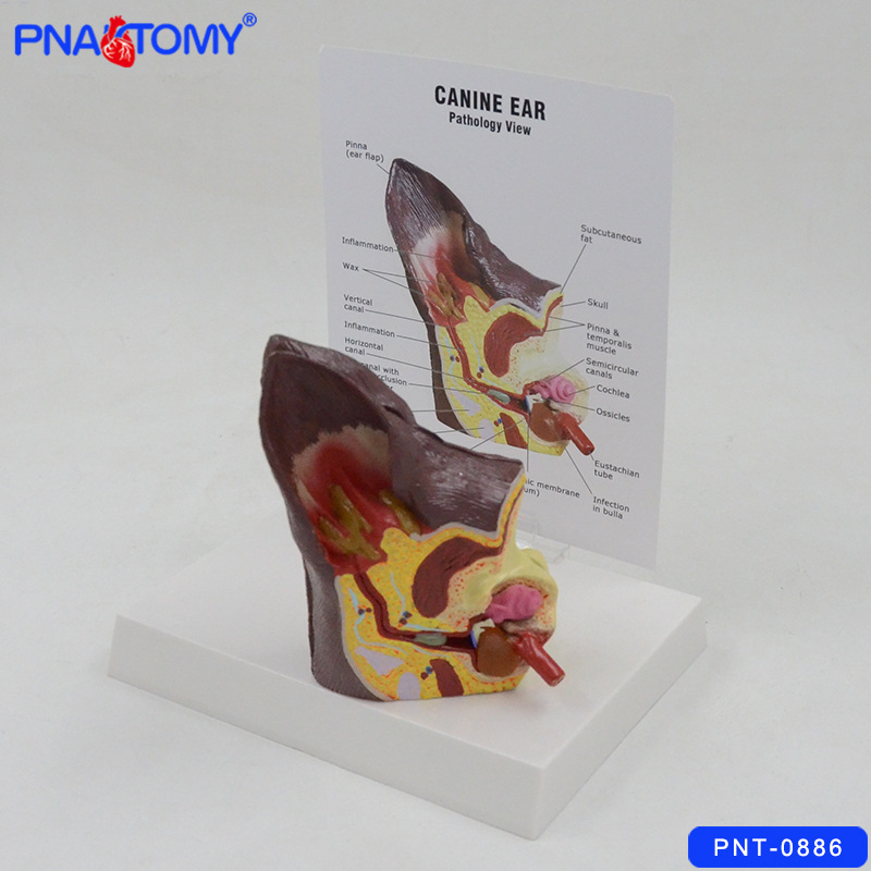 Canine Ear Anatomy Model - Dog Ear Display With Healthy & Infected Comparison