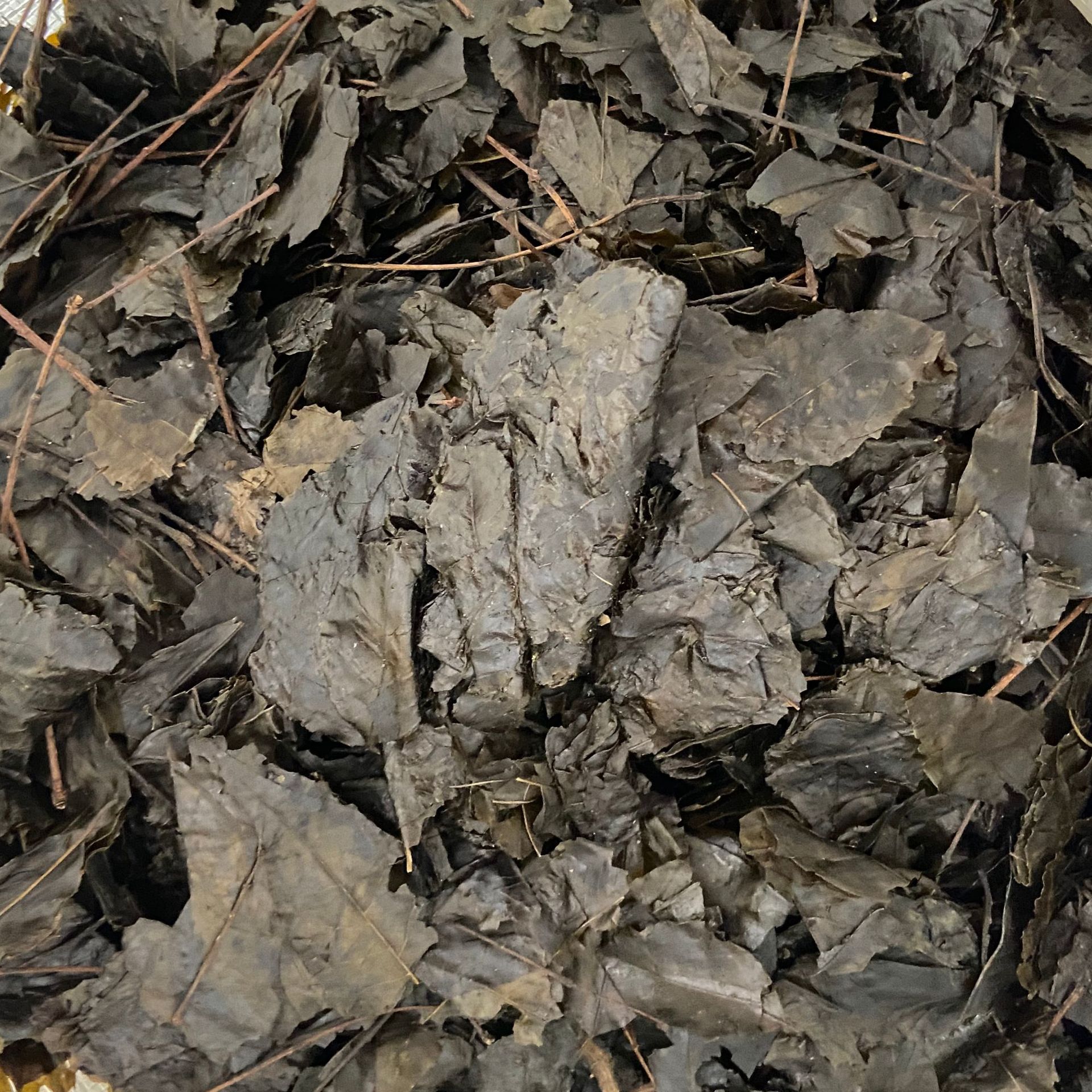 Ku Ding Tea Loose Leaf 500g Bitter Tea Ilex Kudingcha Traditional Herbal Drink in use