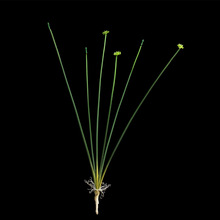 �[�ݷ���ݼٲݷ��滨�ٻ���c���ռҾ��b��̨�Gֲ����Gֲ