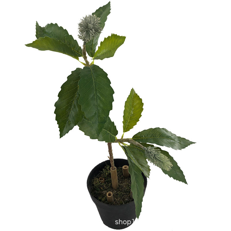 XRB-132 锯齿佛塔叶.jpg