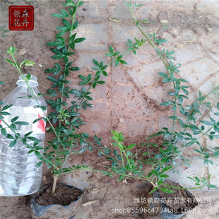 �Sɫӭ���� ����ľ�I�B��������� �o�¾G���@�ֹ�����