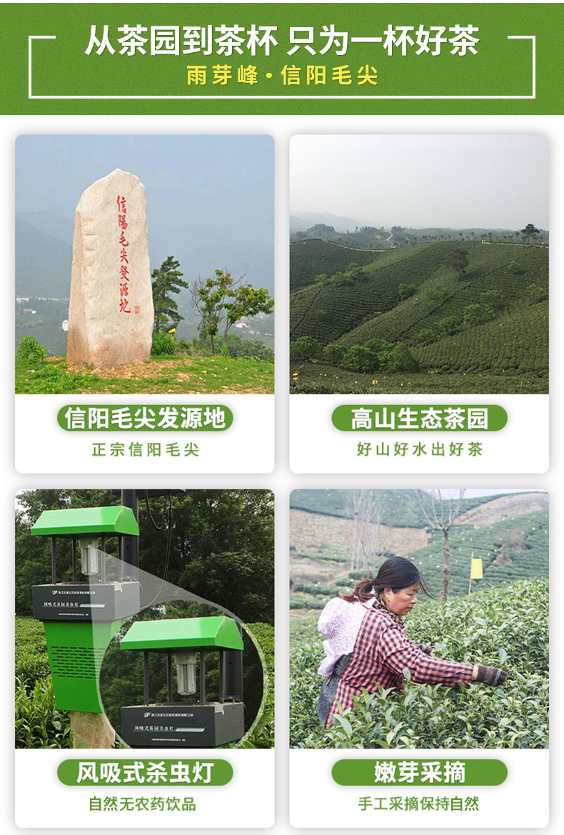 500g信阳毛尖礼盒装_02
