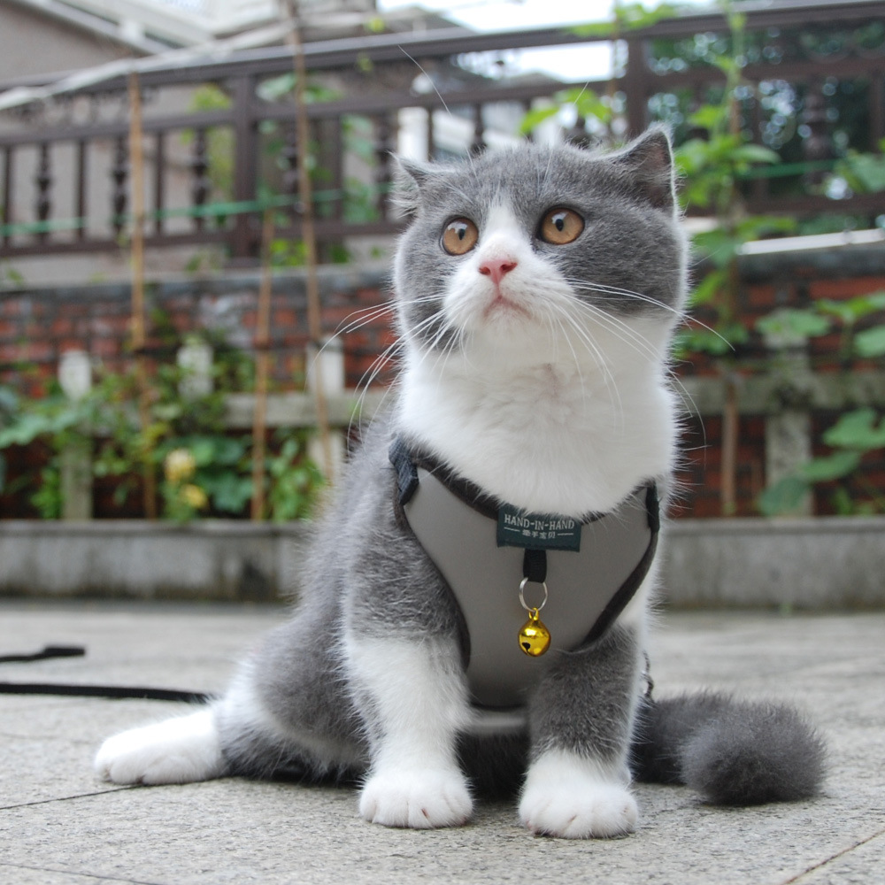 pet products harness vest mesh