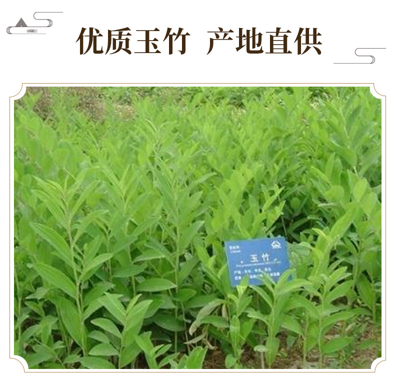 Yu Zhu Dried Polygonatum Slices 500g Sulfur-Free Solomon's Seal Root for Soup and Tea key features