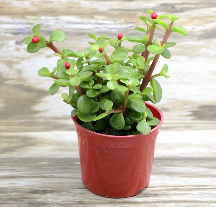 Танец Ya Le Золотые ветви и нефритовые листья Мясистые растения Редкие мясистые растения Горшок Красивый мясистый цветок со старым ворсом Бонсай