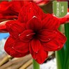 Dental Dutch Dutch red species ball big flower ball indoor and outdoor four seasons of potted flowers flowering plant ball root flowers