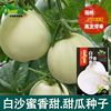 Baisha honey melon seeds balcony vegetable garden meat thick crispy crispy sweet melon seeds seed fruit seeds