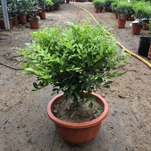 九里香花苗盆栽带花浓香型花卉室内四季浓香植物客厅盆景