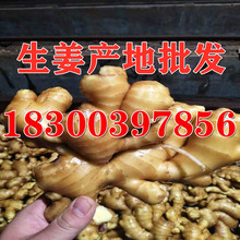 山東生姜批發 生姜產地 大黃姜 小黃姜 大姜市場價格
