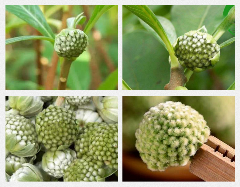 Green Radish Flower Tea Zang Lu Luo Luo Hua Dried Herbal Tea 500g Natural Sun Dried Loose Flowers specifications