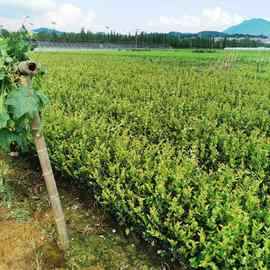 【江西】嫁接油茶苗 茶子树 茶油树造林油茶苗山茶籽油普通油茶苗