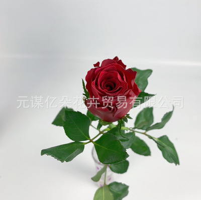 【AB級羅德斯】暗紅色玫瑰雲南昆明鬥南鮮花批花店家用婚慶鮮切花
