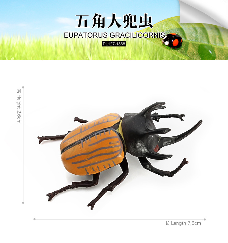 1368-五角大兜虫(1)