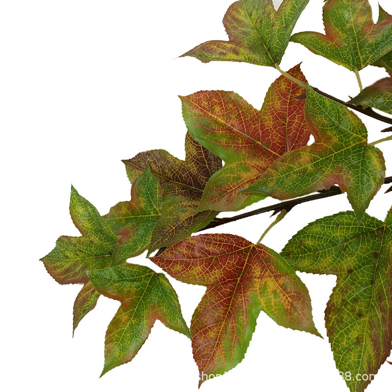 XRB-158 三角枫秋2.jpg