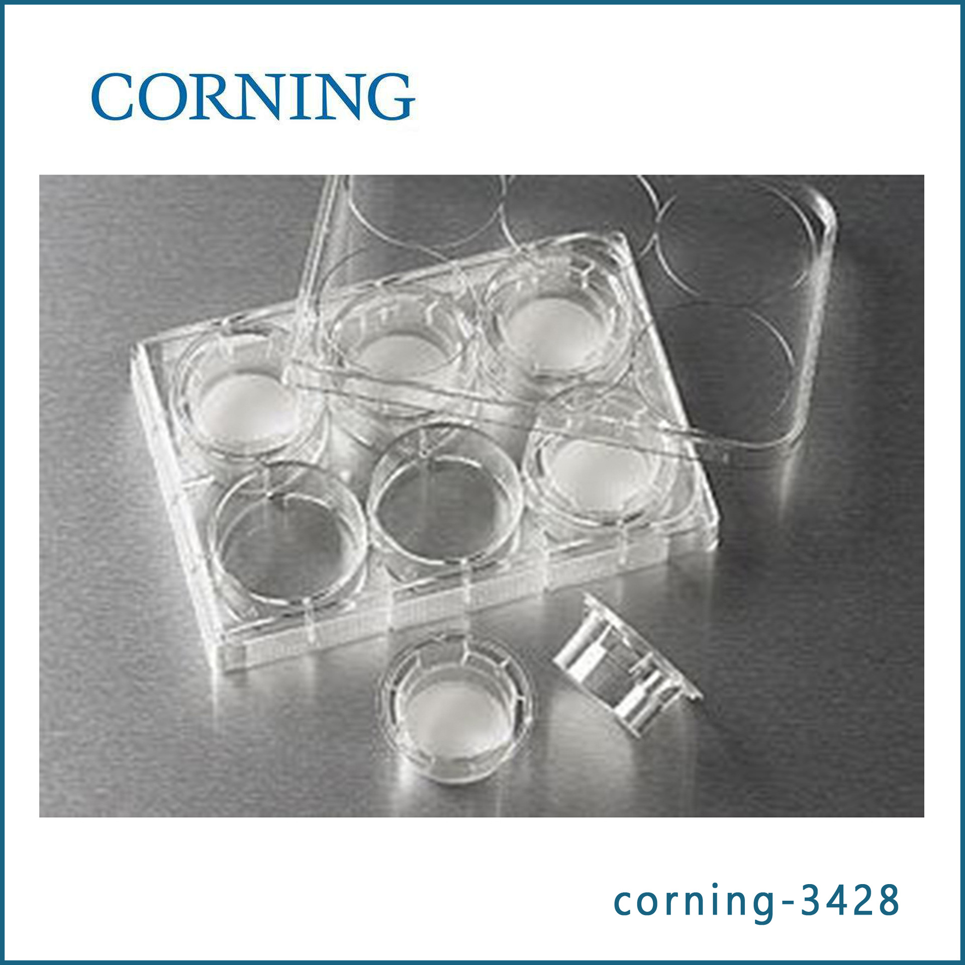 康宁Corning 3428 Transwell嵌套 (带聚碳酸脂膜24mm 8.0um)