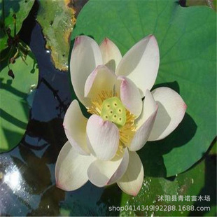 迷你小睡蓮圖片 海量高清迷你小睡蓮圖片大全 阿里巴巴