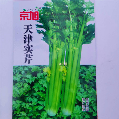 wholesale Four seasons Vegetables Celery seed Tianjin Fewer disease-resistant fibers Fast growth