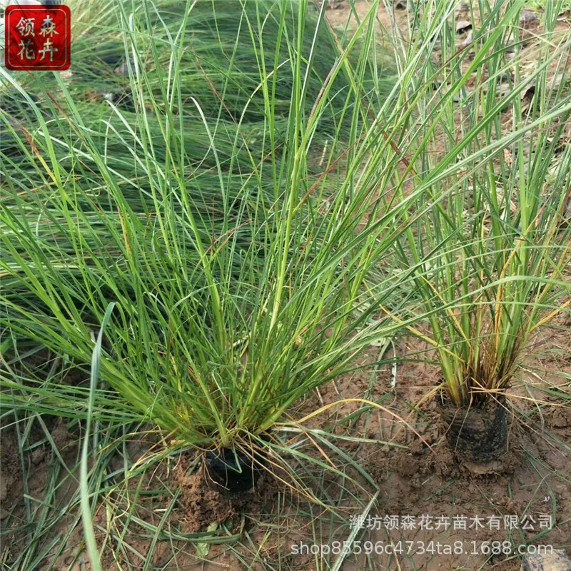 Декоративная трава, маленький кролик, паникум, пламенное паникум, фиолетовое паникум, садовые цветочные морские растения