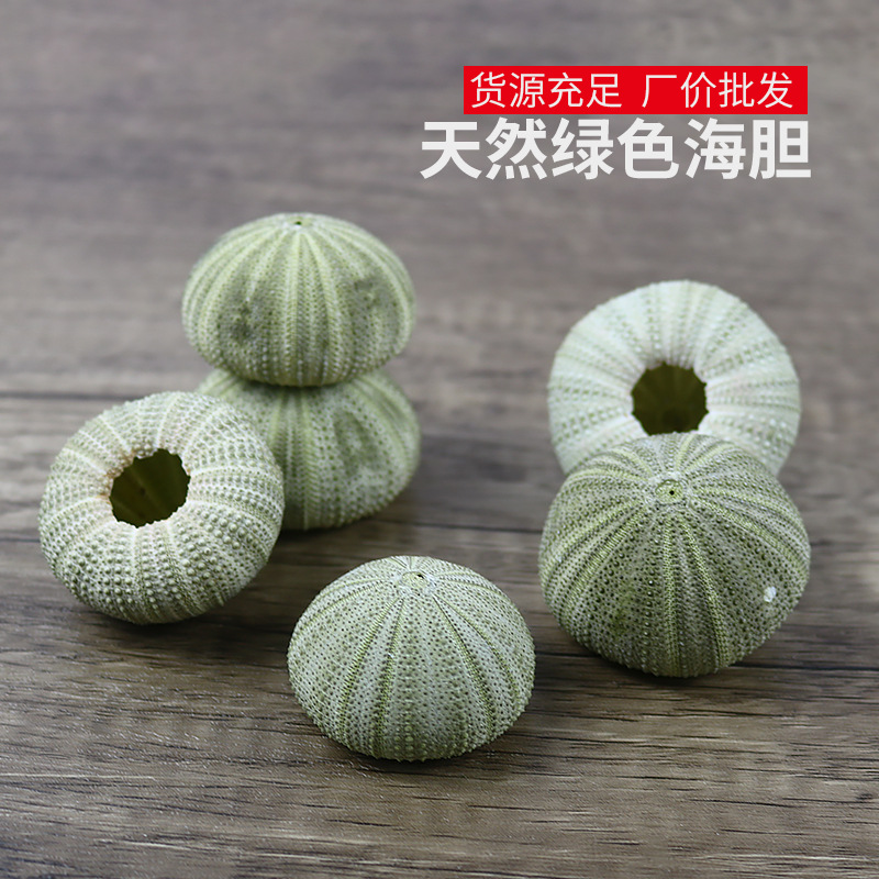 天然綠色海膽4-5cm左右大海膽海螺貝殼地台家居裝飾空氣鳳梨壹個