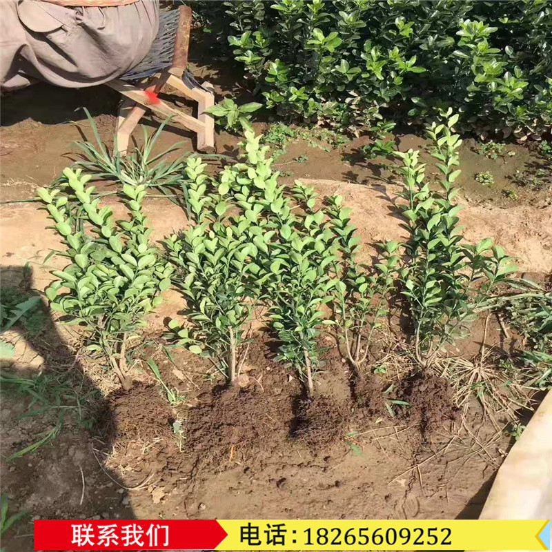 湖南四季长绿卫矛 灌木山鸡条子护坡鬼箭杯苗工程苗苗铺批发上车