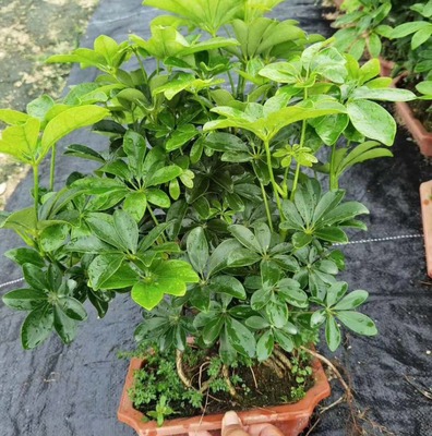 【基地直供】盆景植物小盆栽居家花卉植物淨化空氣 25公分S鴨腳木