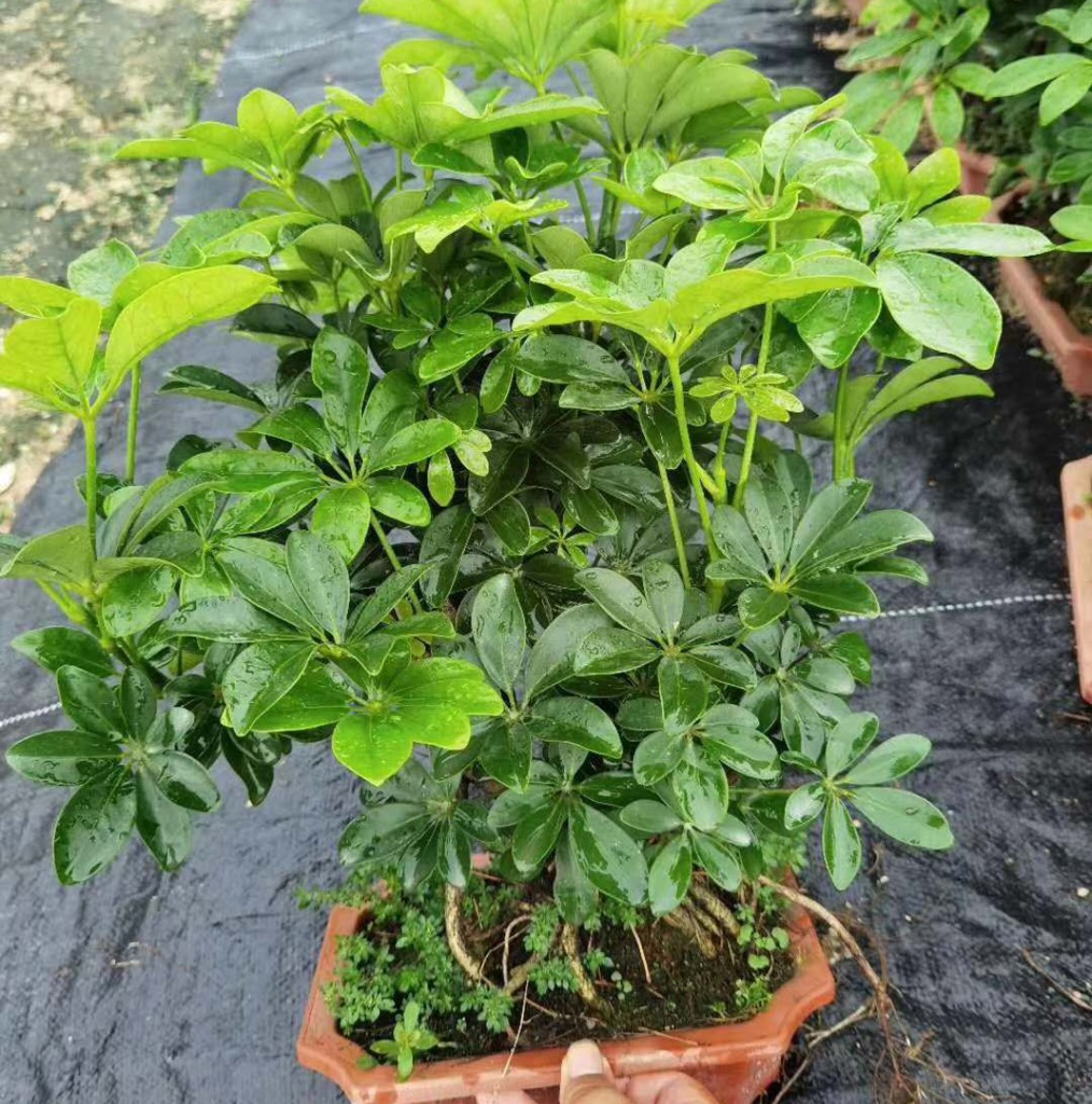 【基地直供】盆景植物小盆栽居家花卉植物淨化空氣 25公分S鴨腳木