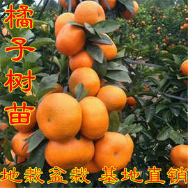 橘子树苗砂糖柑橘树苗盆栽地栽四季金桔苗地栽苗南方结果树