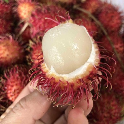 Vietnam and Thailand Rambutan fruit fresh Net weight 4 pounds Season Mao litchi Deliver goods FCL 5