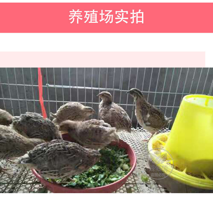 开食盘BA详情页 (8).jpg