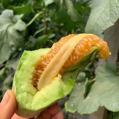 Claw honey muskmelon list Now pick Now send Place of Origin Straight hair fresh fruit Shunfeng Deliver goods support One piece On behalf of