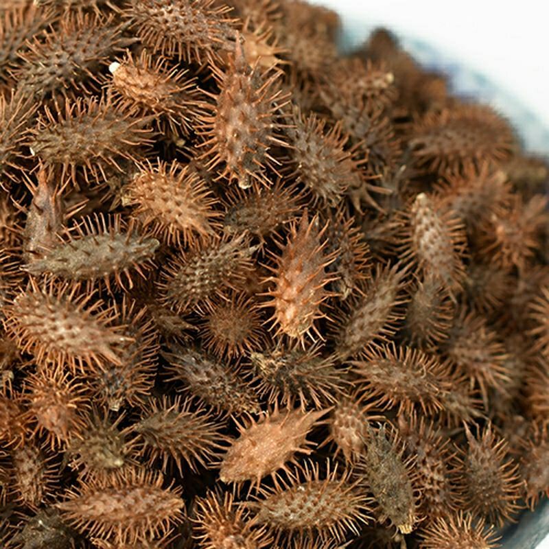 苍耳种子成熟苍耳子 鼻苍耳草毛苍子多规格包邮|ms