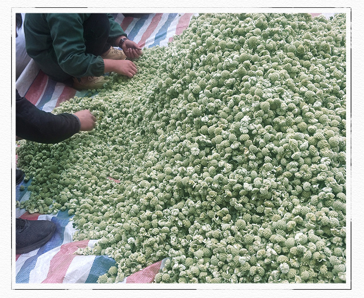 Tibetan Green Pod Flower Tea Lü Luo Hua Dried Herbal Tea 500g Natural Sun Dried in use