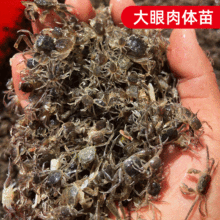 基地直供 高成活率小扣蟹螃蟹苗养殖 2000头一斤淡水大眼幼体蟹苗