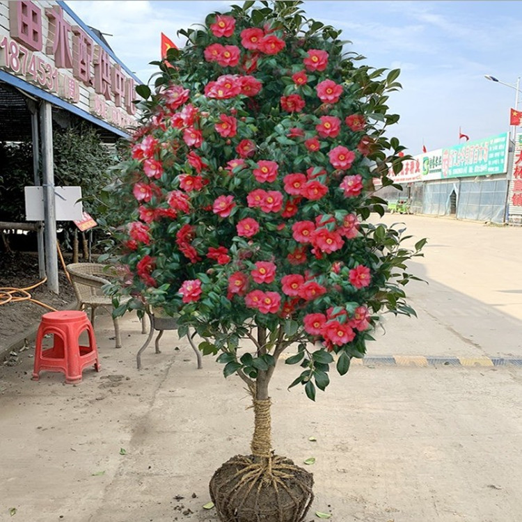 庭院耐寒花卉植物茶花树苗茶花盆栽常青耐冬耐冻南北方茶花树绿植