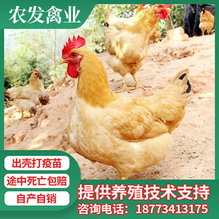Куриные саженцы Инкубационная ферма Оптовая экологическая курица -куриная яйца саженцы курица Сян Яоли Разное рассады курицы
