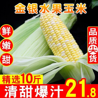 云南水果玉米新鲜爆浆牛奶甜玉米脆即食现摘嫩玉米整箱新鲜玉米|ms