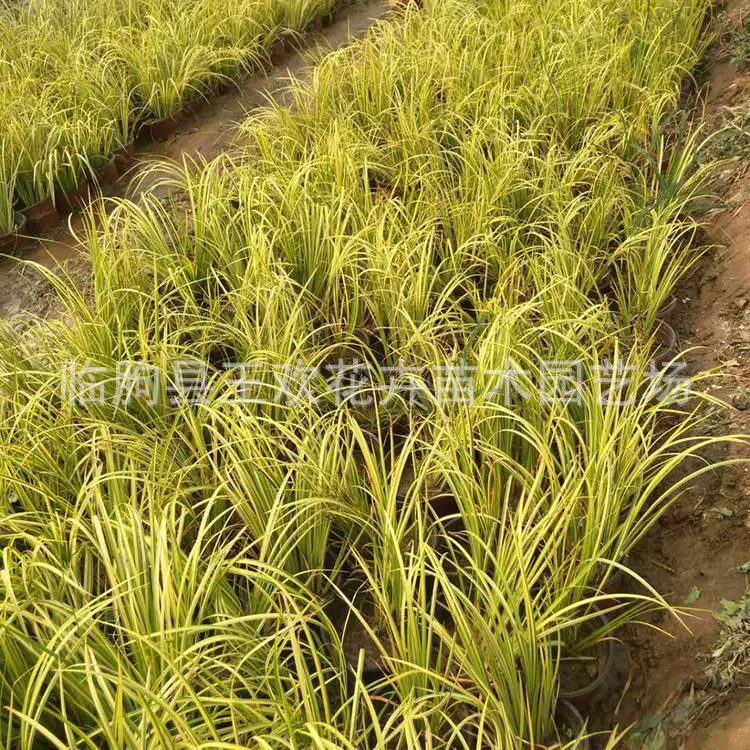 Цинчжоу база золотого листа аира водное растение декоративная трава поставляет золотого листа Carex водно-болотное угодье зеленого аира оптом