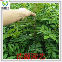 0 6公分花椒苗价格 0 6公分花椒苗价格品牌 图片 价格 0 6公分花椒苗价格批发 阿里巴巴 0 6公分花椒苗价格 0 6公分花椒苗价格品牌 图片 价格 0 6公分花椒苗价格批发 阿里巴巴