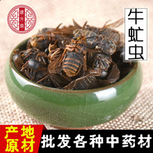 牛虻虫 昆虫中药材牛蚊子 蜚虻批发大虻虫诚信药材干净一件代发