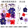 PRESSED FLOWER material bag dry flower pressure flower field combination of flower material bag and leaves paste painting