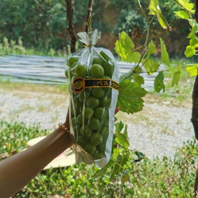 一面透明梯形葡萄包装袋 果蔬保鲜袋 阳光玫瑰包装厂家直供