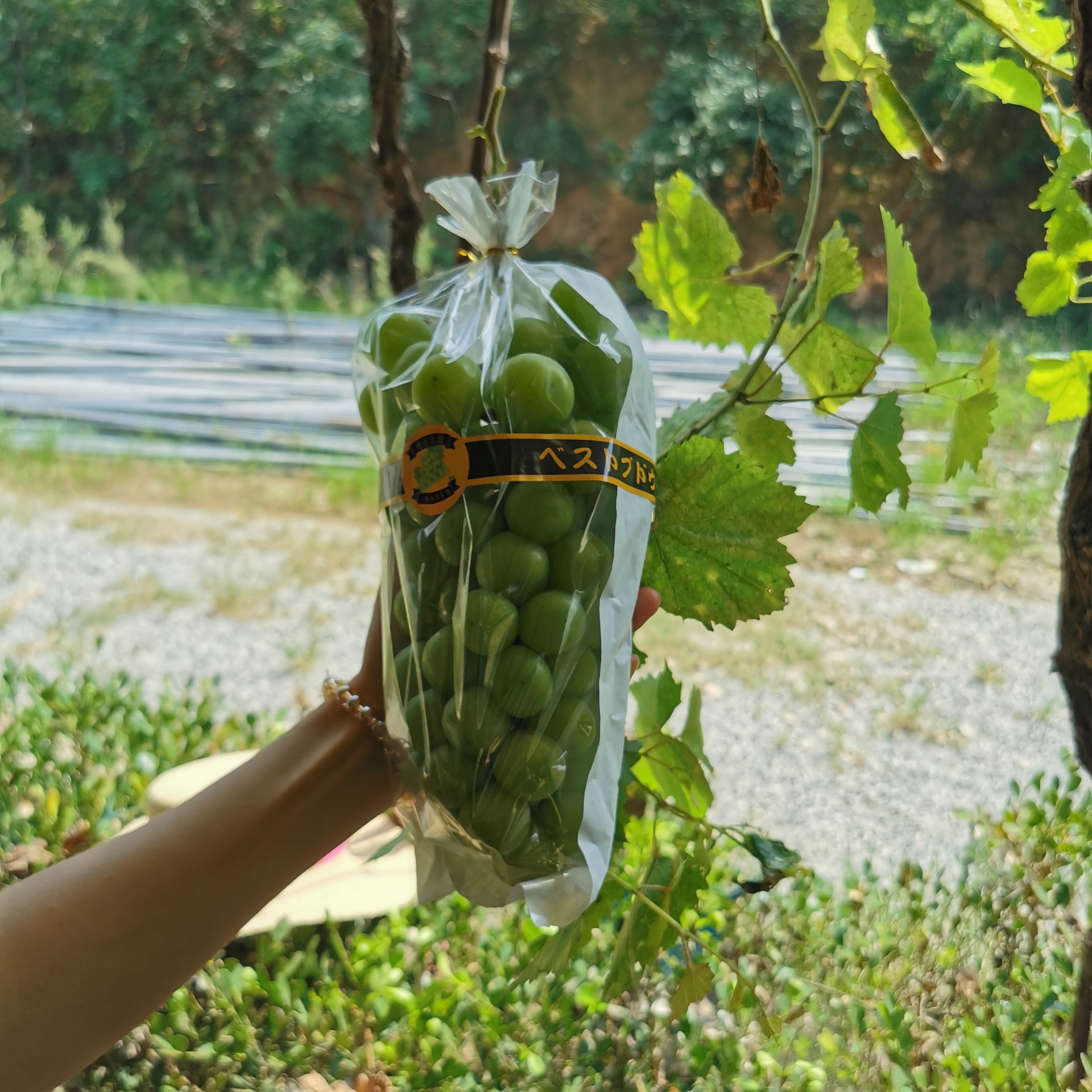 一面透明梯形葡萄包装袋 果蔬保鲜袋 阳光玫瑰包装厂家直供