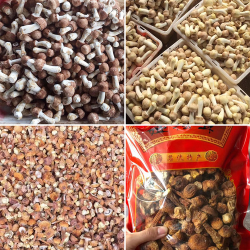 Dried Brazil Mushrooms 500g, Matsutake Mushroom, Hericium erinaceus Soup Pack, Ingredients for Stewed Soup, Wholesale Manufacturer of Matsutake Mushrooms