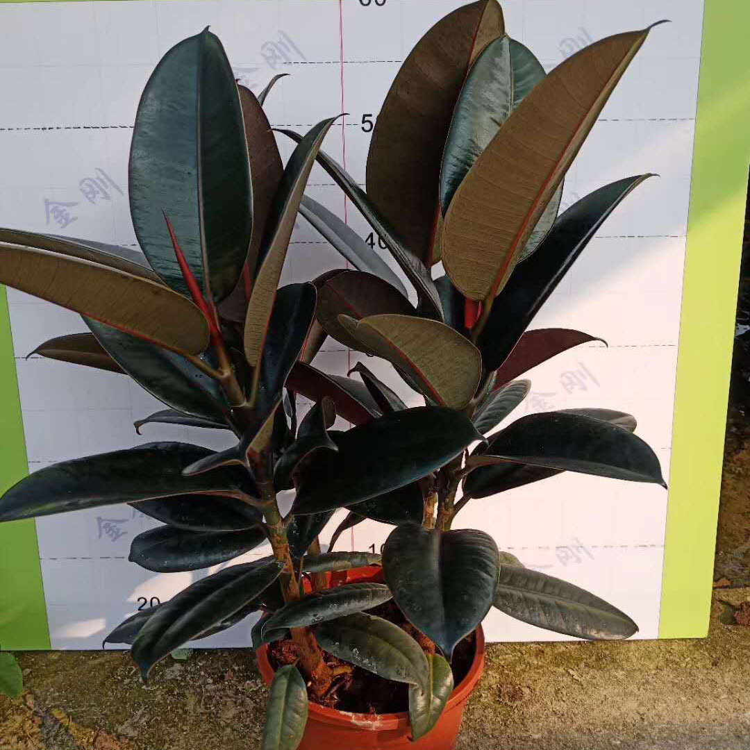 Supplying base Houseplants flowers and plants Rubber tree Potted plant Home Botany Potted plant 180# Black Edition