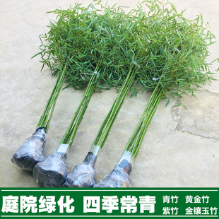 Bamboo Courtyard Plants Evergreen in Four Seasons North Cold-resistant Golden Bamboo Purple Bamboo Green Bamboo Gold-inlaid Jade Bamboo Moso Bamboo