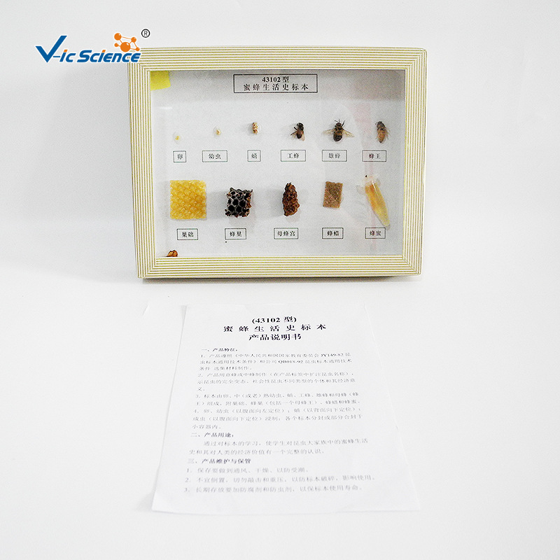 蜜蜂生活史幹制標本 初高中生物教學器材 動植物標本 昆蟲研究