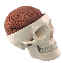 海医人体头骨模型附脑动脉模型骨科医用骷髅头模型骨架模型骨骼模