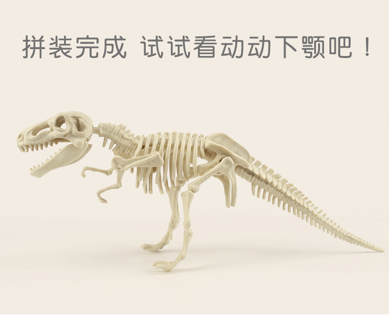 考古恐龙玩具详情下_10.gif