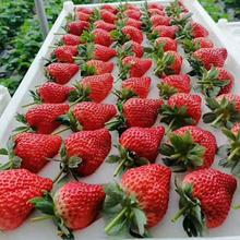多种规格红颜草莓苗 产量高 甜查理草莓苗育苗基地 三叶一芯