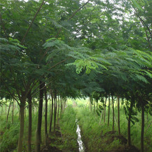 ϚgϚgqܽػͥԺԺϚgG̻